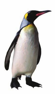 Penguins Penguins live in the Southern Hemisphere. They are flightless birds.