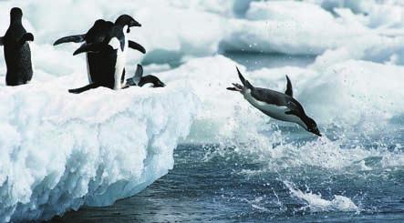 Right after laying her egg, the mother emperor penguin goes to sea to feed.