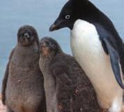 Keeping Warm Penguin chicks sometimes huddle together to protect themselves from the severe temperatures.