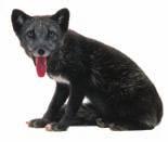 In the summer, Arctic foxes hunt alone and cover a small territory.
