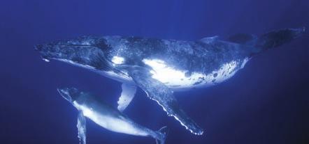 Whales The largest animals in the world include whales. Blue whales can be one hundred feet long! Whales are mammals, which means they must rise to the surface of the water to breathe.
