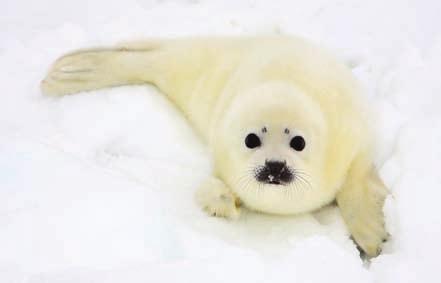Arctic seals, such as harp, hooded, and ringed seals, migrate in search of food and breeding grounds. Ringed seals are a polar bear s usual meal.