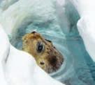 Ice Holes Seals create breathing holes in the ice by chewing with their teeth, scratching with their claws, and bashing with their heads.