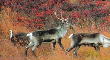 Caribou Caribou are large mammals. They range across the Arctic tundra.