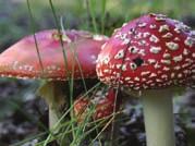 They decay when they die. Decomposers are organisms that help break down dead plants and animals.