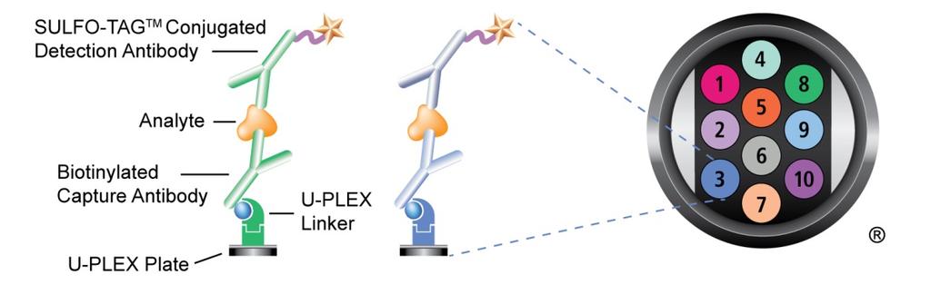 Principle of the Assay Multiplex assays can be developed with either a combination of R-PLEX antibody sets, or with a combination of R-PLEX and U-PLEX antibody sets.