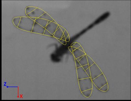 1: Species of Dragonfly and Environment in laboratory In the experiment of wing damage, 15 dragonflies which are the Eastern Pondhawk (Erythemis simpliciolis) are filmed in high-speed
