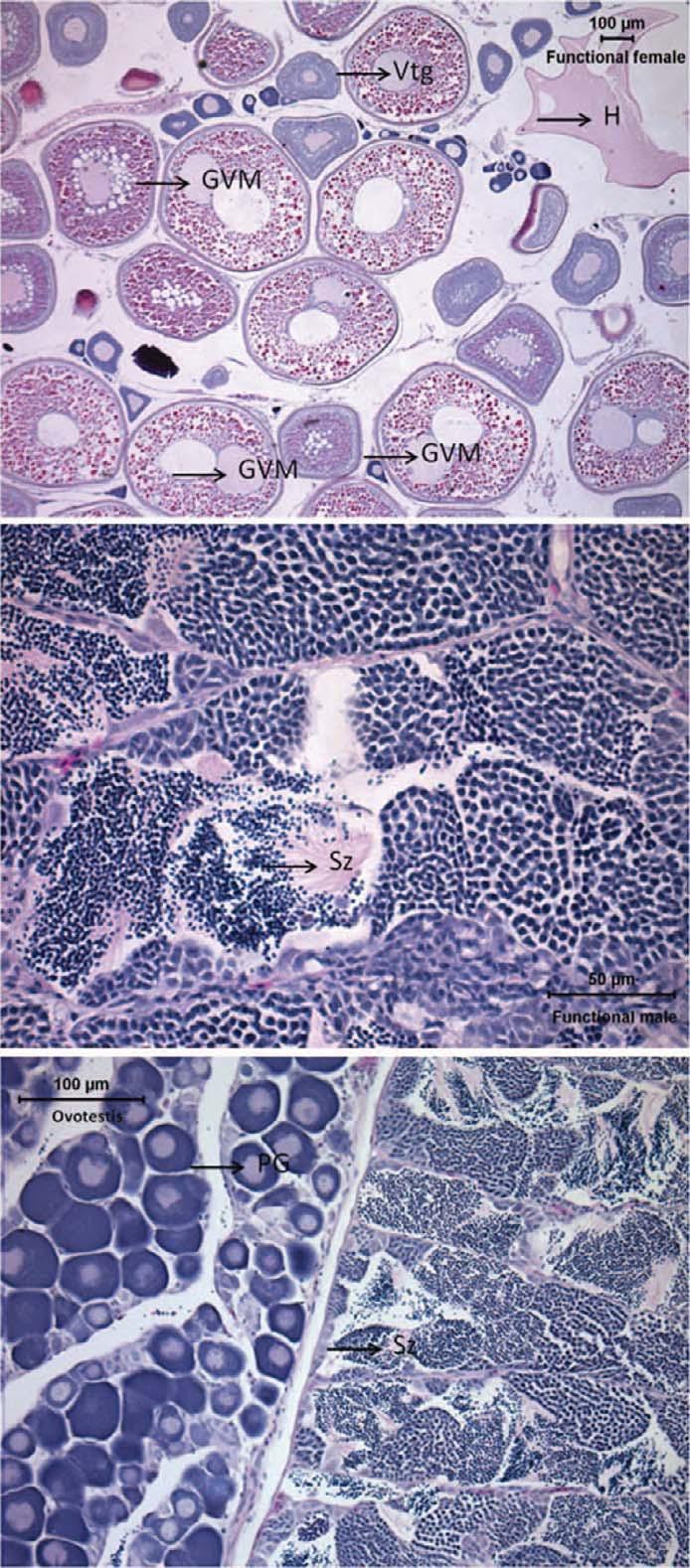 postovulatory follicle), (b) detail of functional testicular tissue (Sz = spermatozoa), and (c) functional ovotestis. FIGURE 11.