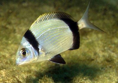 Common two-banded seabream Diplodus vulgaris Length 22-40cm Rocky and sandy