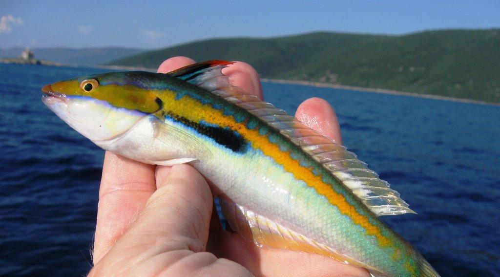 Rainbow-wrasse Coris julis Usually in littoral, near rocks and
