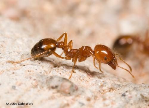 5. Fire ants From the 2017 Clemson University Pest Control Guidelines written by Dr.