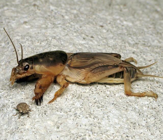 6. Mole Crickets From the 2017 Clemson University Pest Control Guidelines written by Dr.