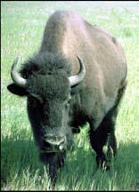 6 What can go wrong Real stories. A bull hunter watched a herd of bison for about an hour using 10X binoculars from a distance of 50 yards.
