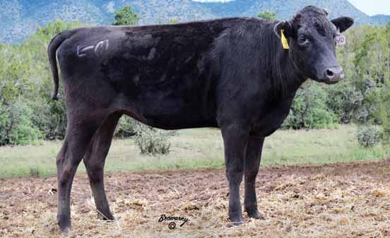 62 LONE MOUNTAIN CATTLE COMPANY FULLBLOOD WAGYU FEMALE SALE 40 LMR MS ITOMICHI 1/2 1237Y registration no.