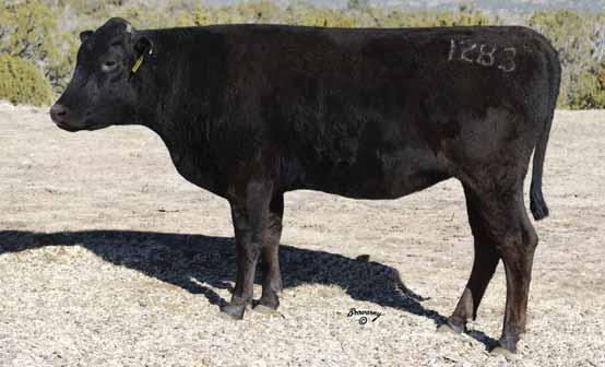 LONE MOUNTAIN CATTLE COMPANY FULLBLOOD WAGYU FEMALE SALE 65 LMR MS ITOMICHI 1/2 1283Y 43 registration no.