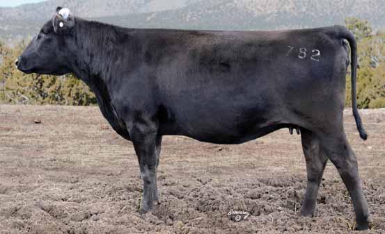 LONE MOUNTAIN CATTLE COMPANY FULLBLOOD WAGYU FEMALE SALE 75 LMR TOMIKO 782T 53 registration no.