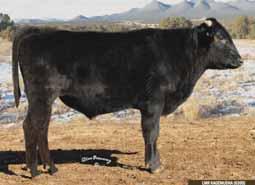 1 38 % +$20 fullblood feedlot index +$8 Born November of 2007, LMR TOMIKO 782T is a 71% Tajima breeding powerhouse that comes from a family of strong breeding females.