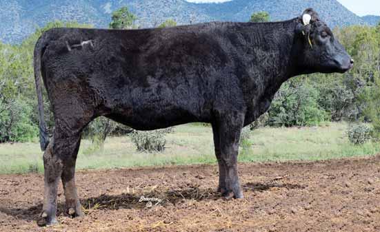 LONE MOUNTAIN CATTLE COMPANY FULLBLOOD WAGYU FEMALE SALE 77 LMR MS ITOMICHI 1/2 1410Y 55 registration no.
