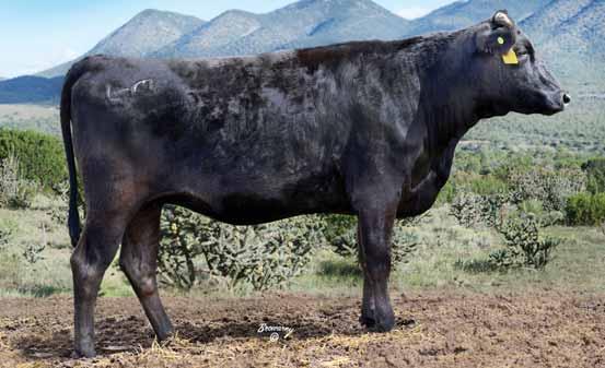 80 LONE MOUNTAIN CATTLE COMPANY FULLBLOOD WAGYU FEMALE SALE 58 LMR MS ITOMICHI 1/2 1292Y registration no.