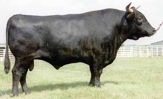46 LONE MOUNTAIN CATTLE COMPANY FULLBLOOD WAGYU FEMALE SALE 24 LMR MS ITOMICHI 1/2 1422Y registration no.