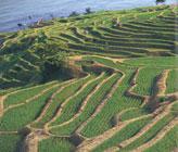 By 200 AD, rice farming had been known on the islands of Japan for 500 years.