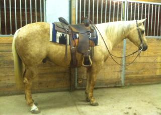 Consistent 2D/3D barrel horse in large pen, 1D in small pen. Has been used at youth and High School Rodeos in barrel racing, flag race and goat tying. He is patterned on poles.