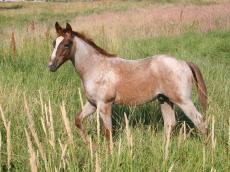 373 Consigned by Larry Rice, NE Two Powder Puff Buck 2006 Buckskin Mare (5120295) BRED TO BR BEST ASSET SI 107 Watch Two Eyed Buck Powders Lil Dynamite 1994 Two Eyed Red Buck Moore Cinnamon Gold