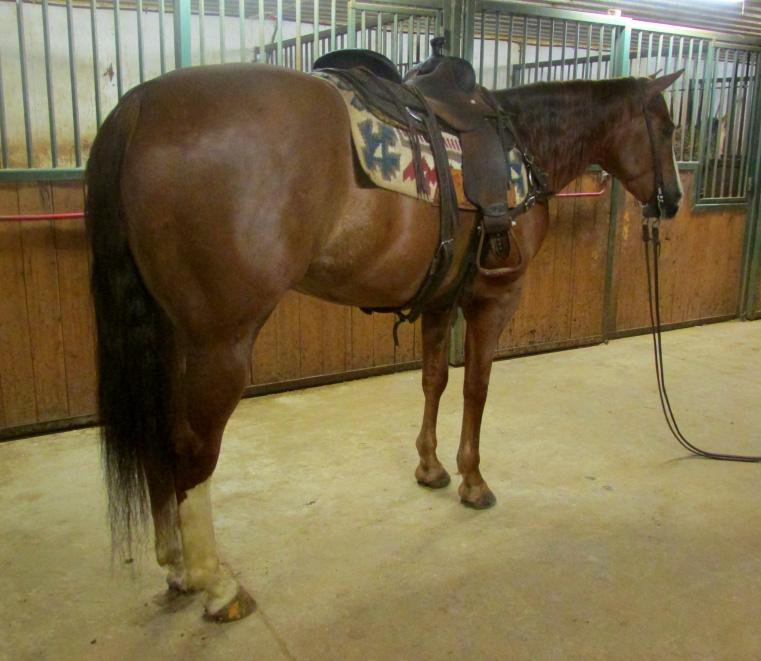 399 Jacs Electric Spark Tap N Boogie 2002 Consigned by Schmitt Horse Ranch, IA Tappin With Jac 2009 Chestnut Gelding (5215534) Genuine Doc Shining Spark Diamonds Sparkle Hollywood Jac 86 Miss Hello