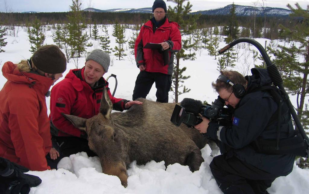 In Sweden, as in most of Europe, it is legal to sell wild-harvested meat through commercial channels so that it can be obtained in grocery stores, though it is predicted that most wild meat is