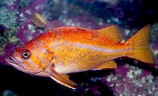 2017 Recreational Regulations Uncertainty and Risk Unusually high uncertainty in predicting 2017 effort and catch Canary rockfish Opportunity to keep canary
