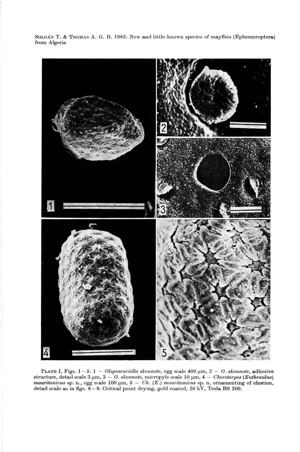 SoLDAN T. & 'J'HOMAS A. G. B. 1983: New and little.jmown species of mayfiies (Ephemeroptera) from Algeria PLATE I, Figs. 1-5: 1 - Oligoneuriella skounate, egg scale 400 flill, 2-0.