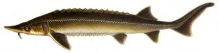 Heaviest bony fish: Mola mola 10 ft, 4928 lbs. Longest bony fish: Acipenser huso (beluga) 24 ft, 3250 lbs. (Freshwater) Arapaima gigas, arapaima - 8 ft, 325 lbs.