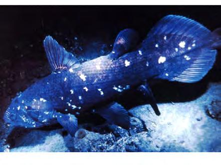 Coelacanths,