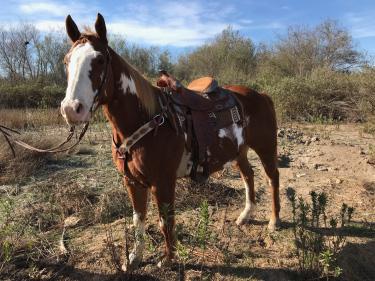 This is a really nice head heel horse. Scores great, lots of run huge stop. Savage is a finished ranch horse has been hauled lots in for jackpots. Savage is extremely broke gentle.