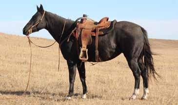 ..5593981 PAXTON RANCH PXTN SANDHILLER Right This Minnick Scotts Starlight Startlights Catalyst Freckles Gigolo HLC Freckles Nakita PC Darcy Layne Rezz is an all around ranch horse.