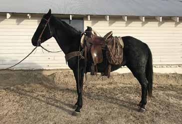 BANKS LADY CAT Diamond Five Chex Power Bank Tic Tac s Cat Blues Drift Blue Ima Imas Request This well-bred coming 4 year old ranch gelding is nice and quiet and good minded.