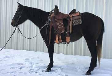 .. Gray Registration #...5492491 Tanquery Gin TRR Boon Bar Gin Doctors Pine Playboys Buck Fever Gins Fever Gins Last RANCH HORSE This nice mare, AR Kitty Kat is 14.