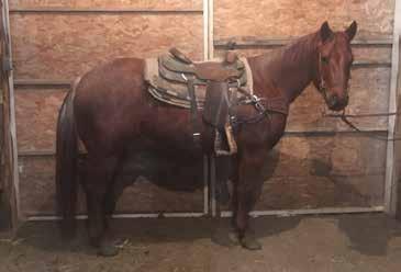 This mare is represented by Darren Sellers 308-520- 4625 10 Foaled...1/3/2018 Color.