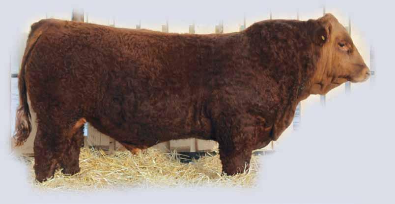64 BOOTLEGGER 139E PG1219767 ETZ 139E 15 January 2017 -Heavy haired Bootlegger nicely balanced bull on a smaller frame.
