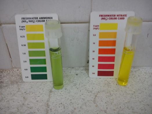 (fig. 19-21) results of chemical tests on water sample from Shan King Stream site Nitrate Ammonia ph value test(mg/l) test(mg/l) 1.Chuen Lung ~0 ~0.25 ~7 2.Tai Po Kau ~0 <0.25 ~7 Nature Reserve 3.