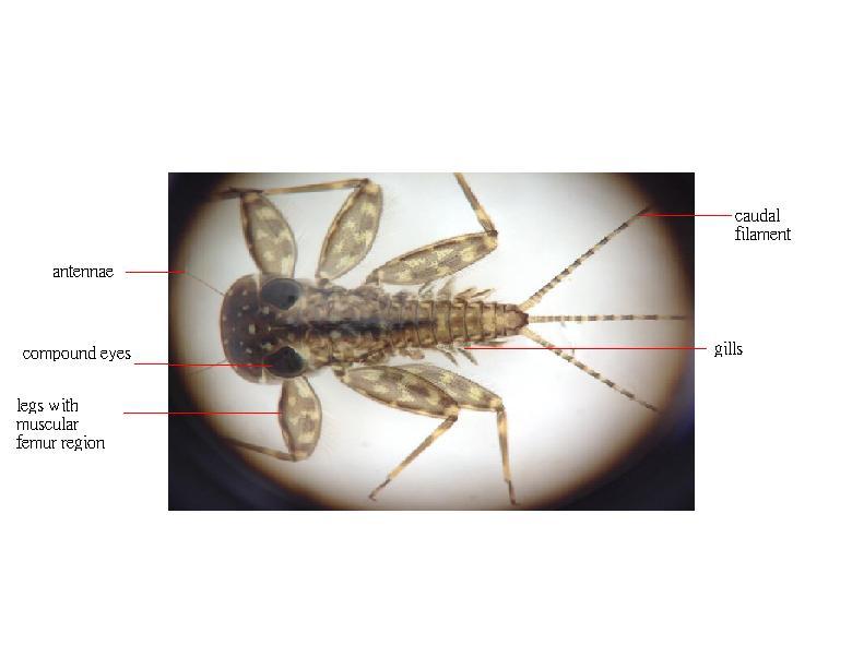(fig. 2) body structure of a mayfly nymph 1.2 Adaptive features of mayfly nymphs 1.