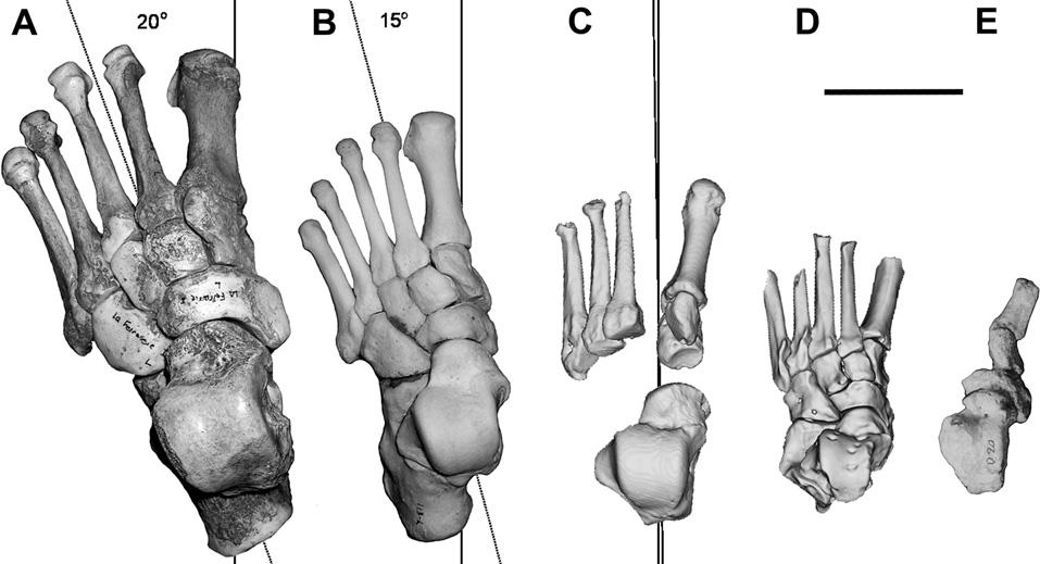 H. Pontzer et al. / Journal of Human Evolution 58 (2010) 492e504 503 Figure 10. Superior views of the foot in A. Neanderthals (La Ferrassie 1), B. modern humans, and C.