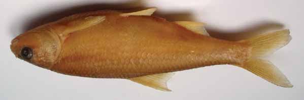 D. Mari} Rutilus albus sp. n. (Teleostei: Cyprinidae) from Lake Skadar Western Greece there is only Rutilus panosi.