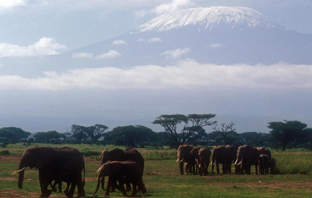 DAY 5 AMBOSELI SERENA AMBOSELI NATIONAL PARK Most of Amboseli is open savannah country and that means good visibility for wildlife viewing.