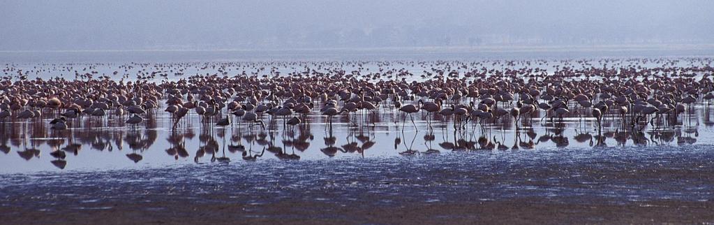 DAY X Lake Nakuru is world famous for, and was created as a national park to protect its stunning flocks of lesser flamingo, which literally turn its shores pink.