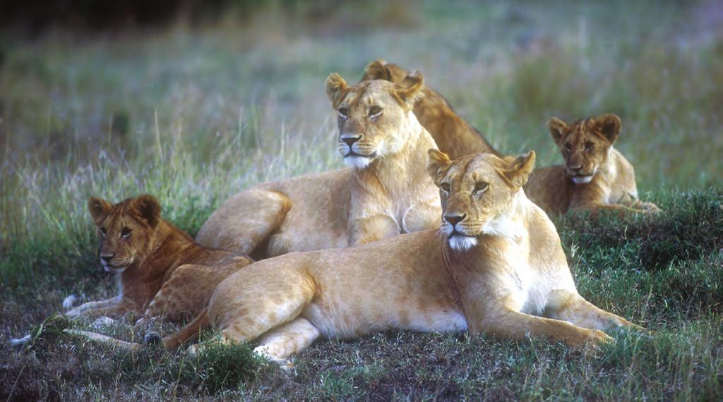 Kenya with Kids DAY BY DAY ITINERARY family safari 888.658.7102 info@deeperafrica.