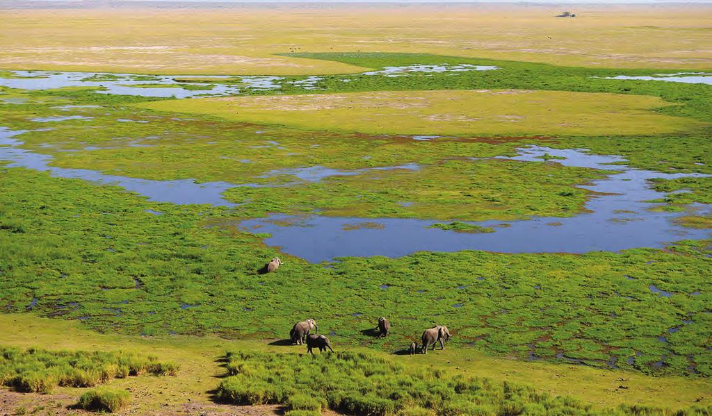 DAY 4 AMBOSELI SERENA SAFARI LODGE AMBOSELI NATIONAL PARK Most of Amboseli is open savanna country and that means good visibility for wildlife viewing.