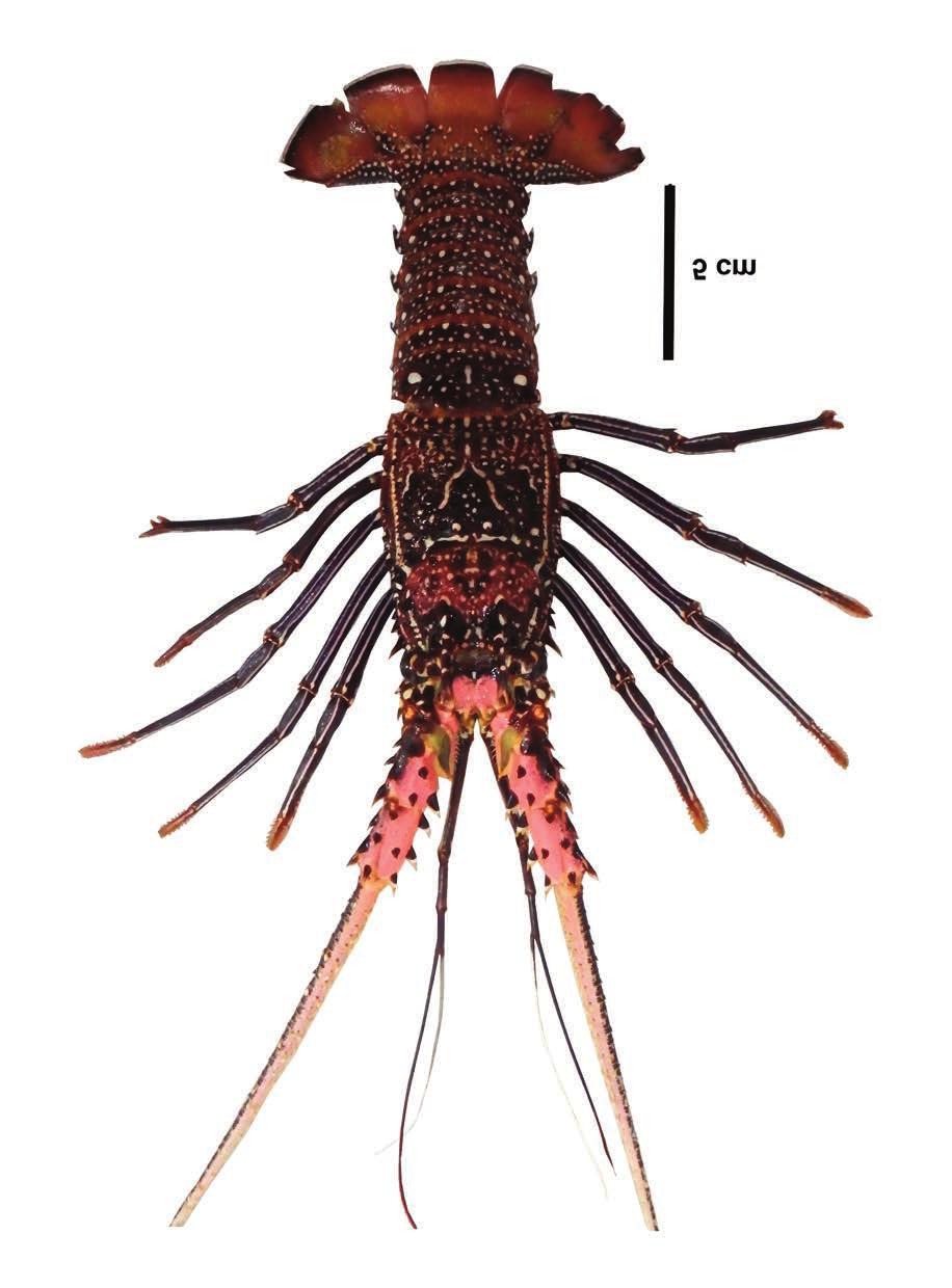 New records of Panulirus femoristriga (Crustacea Palinuridae) from Celebes and Seram Islands, Indonesia 903