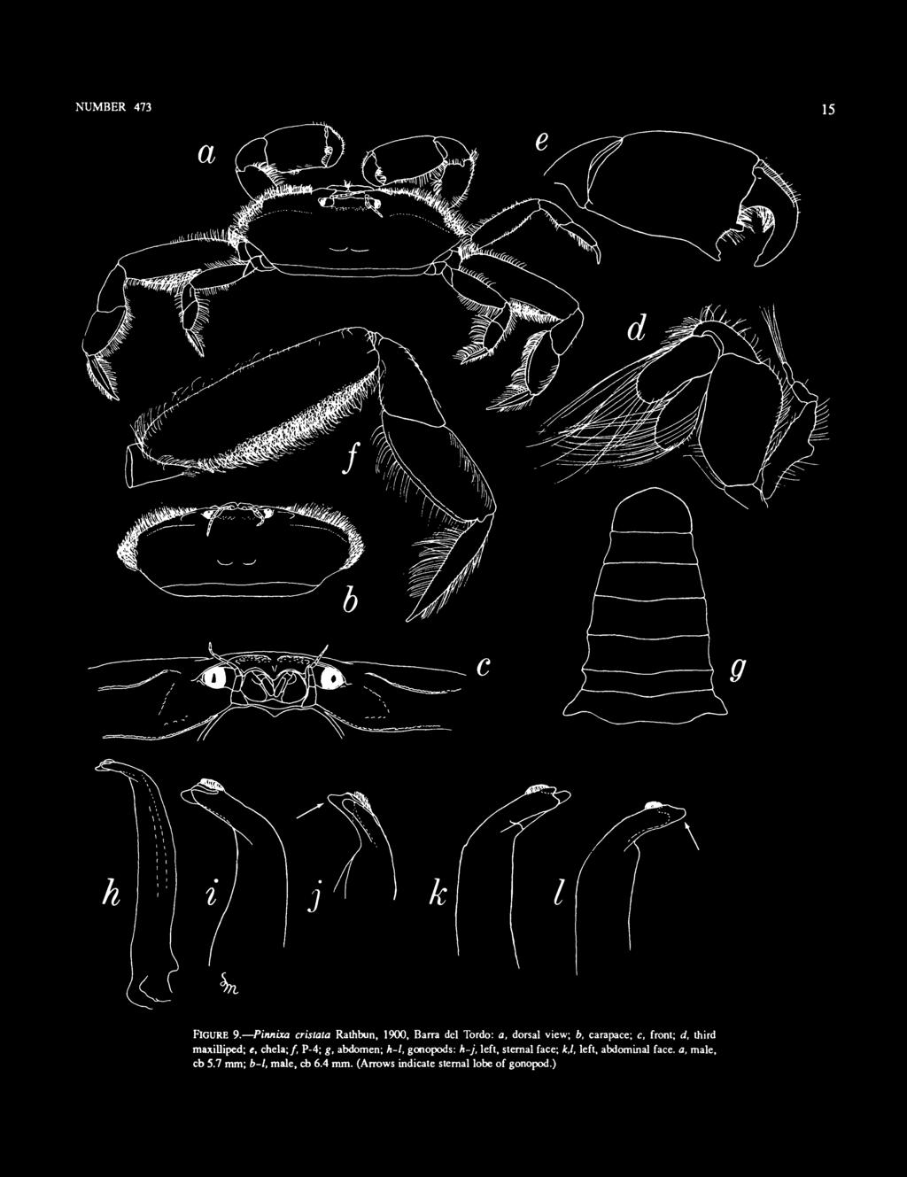 c, front; d, third maxilliped; e, chela;/, P-4; g, abdomen; h-l, gonopods: