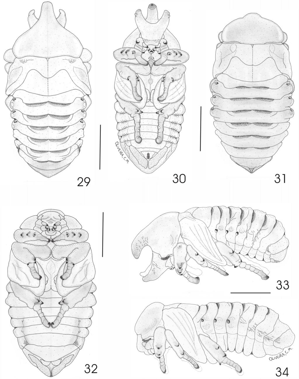 Neita-Moreno et al.: Immature Stages of Aegopsis 123 Figs. 29-34. Pupae Aegopsis bolboceridus. Male: (29) dorsal view.